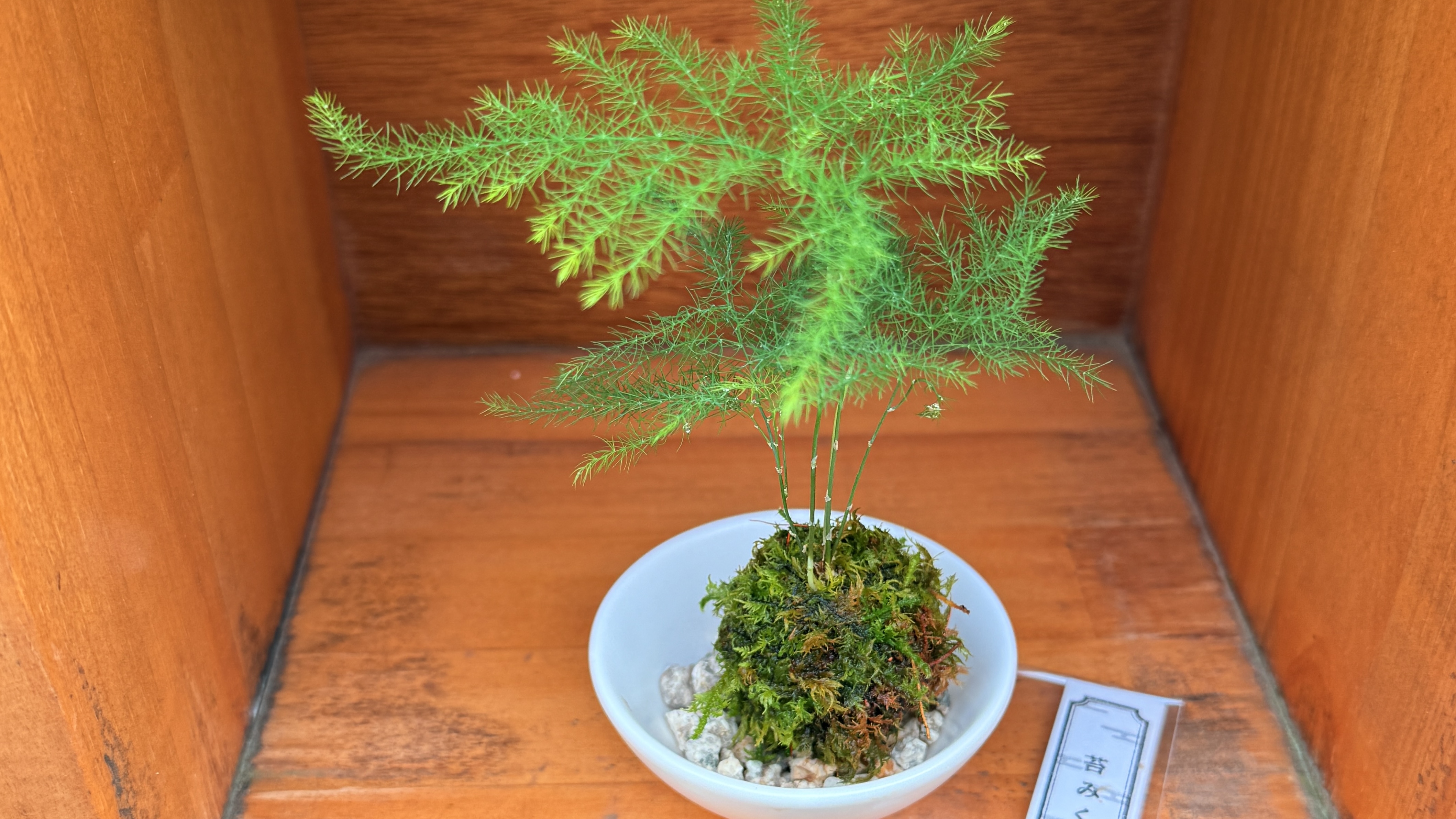 Bonsai Shima