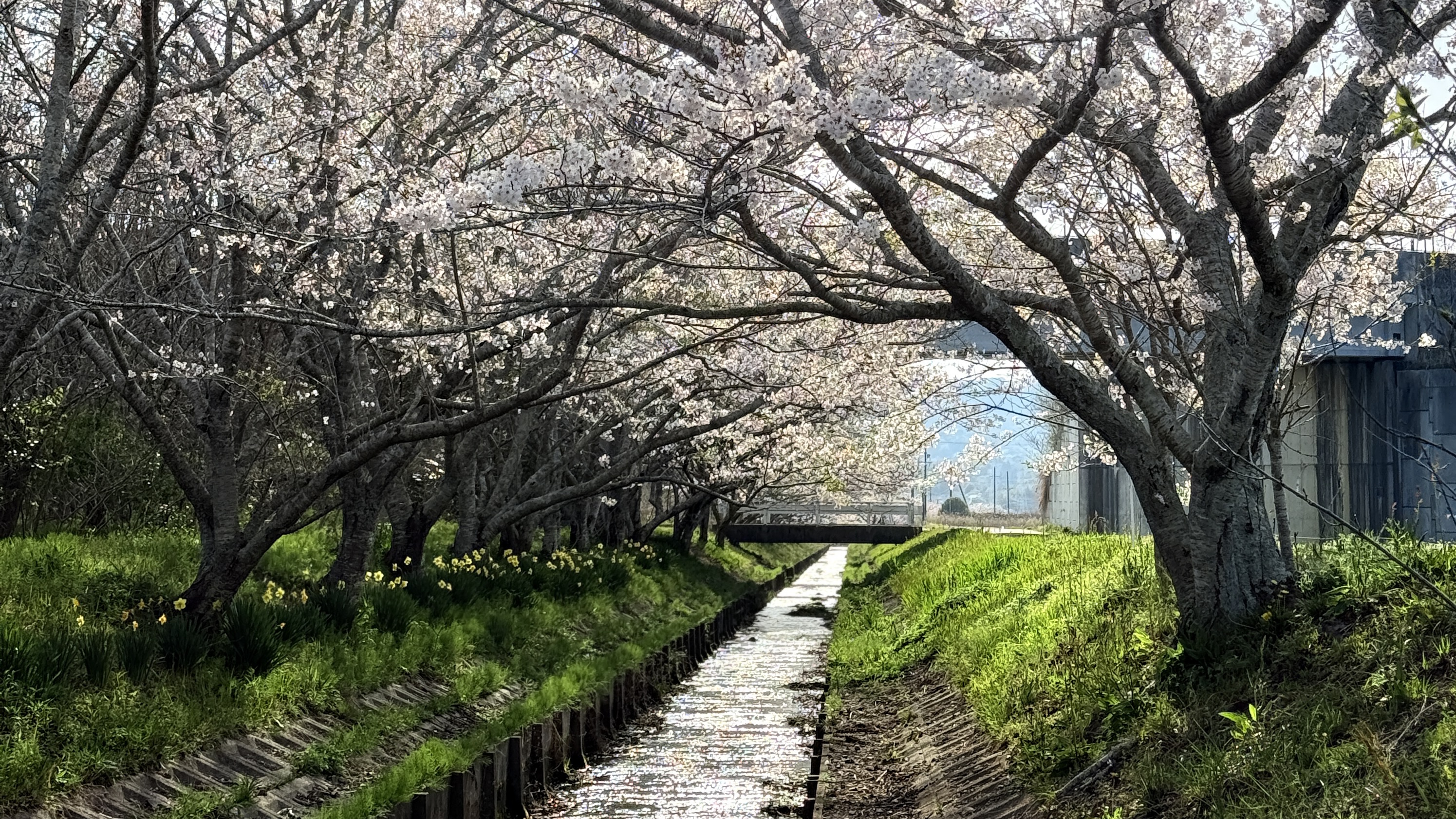 Cherry Blossom Shima