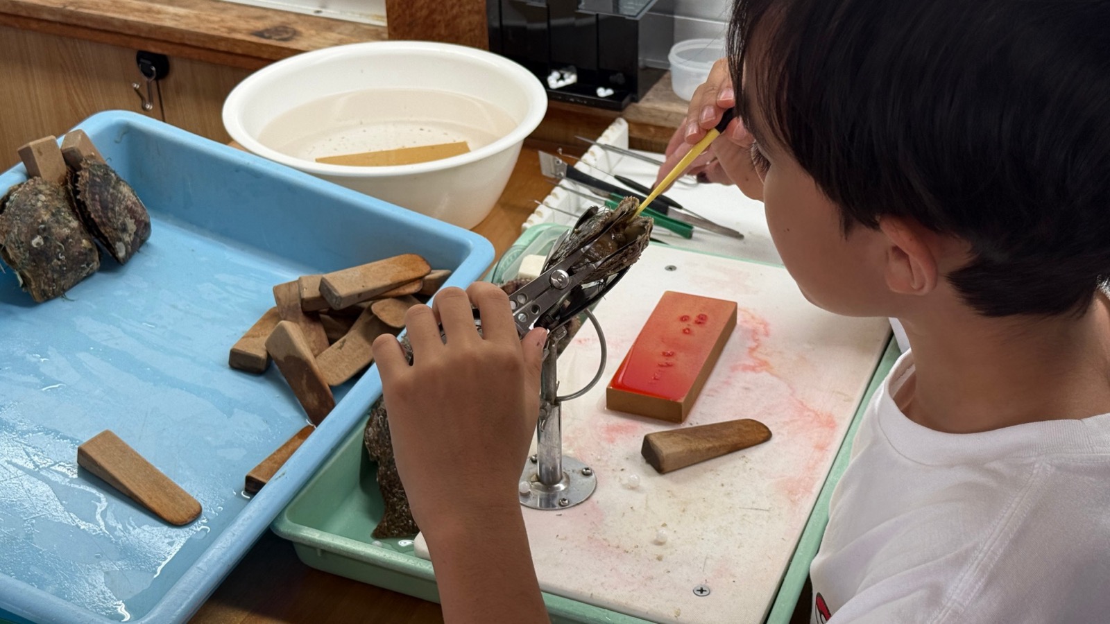 A young guest inserting a nucleus into an akoya oyster during a cultured pearl farming experience in Ise-Shima, Mie